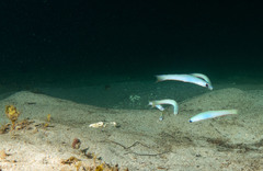 Ptereleotris monoptera