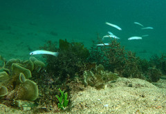 Ptereleotris monoptera