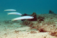 Ptereleotris monoptera