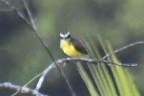 White-ringed Flycatcher (Conopias albovittatus), photo 7