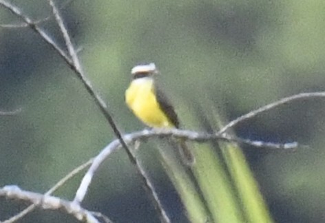 White-ringed Flycatcher (Conopias albovittatus), photo 6