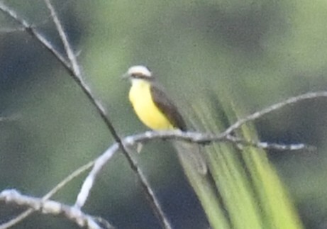 White-ringed Flycatcher (Conopias albovittatus), photo 5