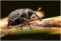 Rhyssomatus marginatus