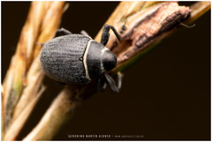 Rhyssomatus marginatus