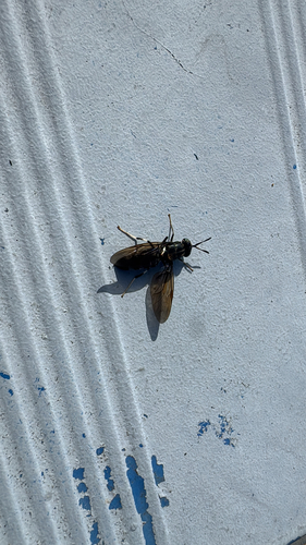 Unknown species found near Knoxville Ave, Lebanon, TN, US