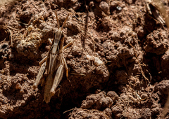Austroicetes