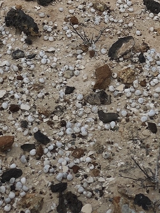 Theba macandrewiana