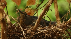 Butorides striata