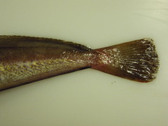 Urophycis chuss
