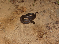Whyte's Water-Snake photo 1