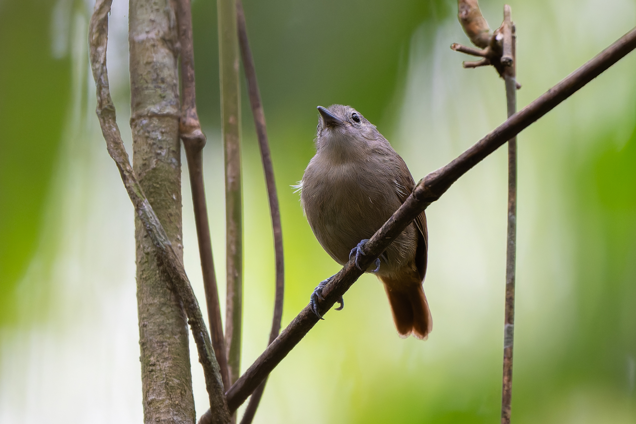 Unicolored Antwren (Myrmotherula unicolor), photo 7