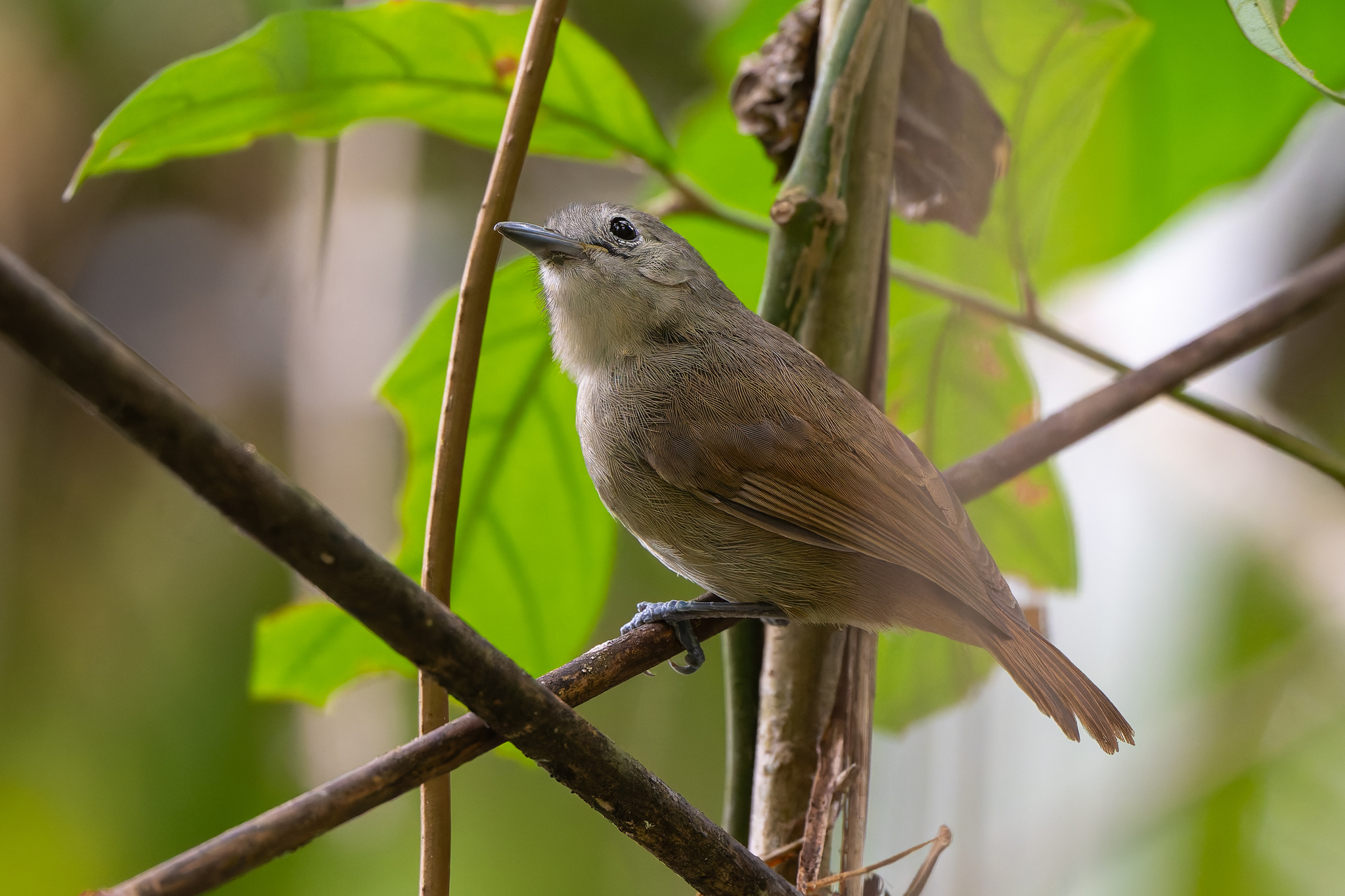 Unicolored Antwren (Myrmotherula unicolor), photo 6