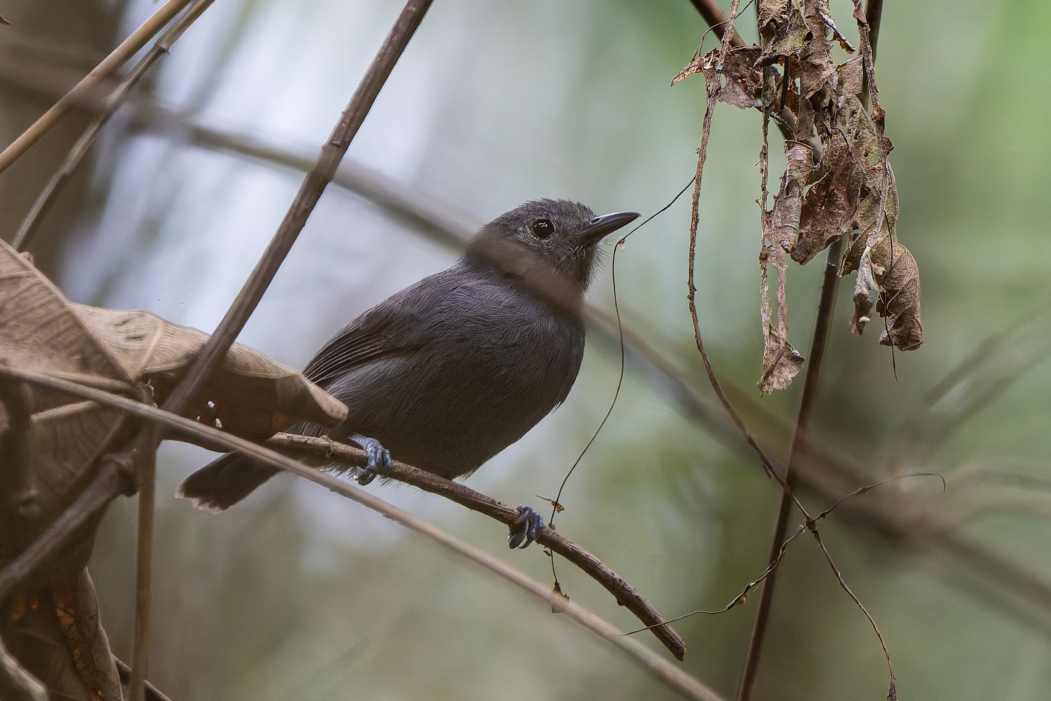 Unicolored Antwren (Myrmotherula unicolor), photo 10