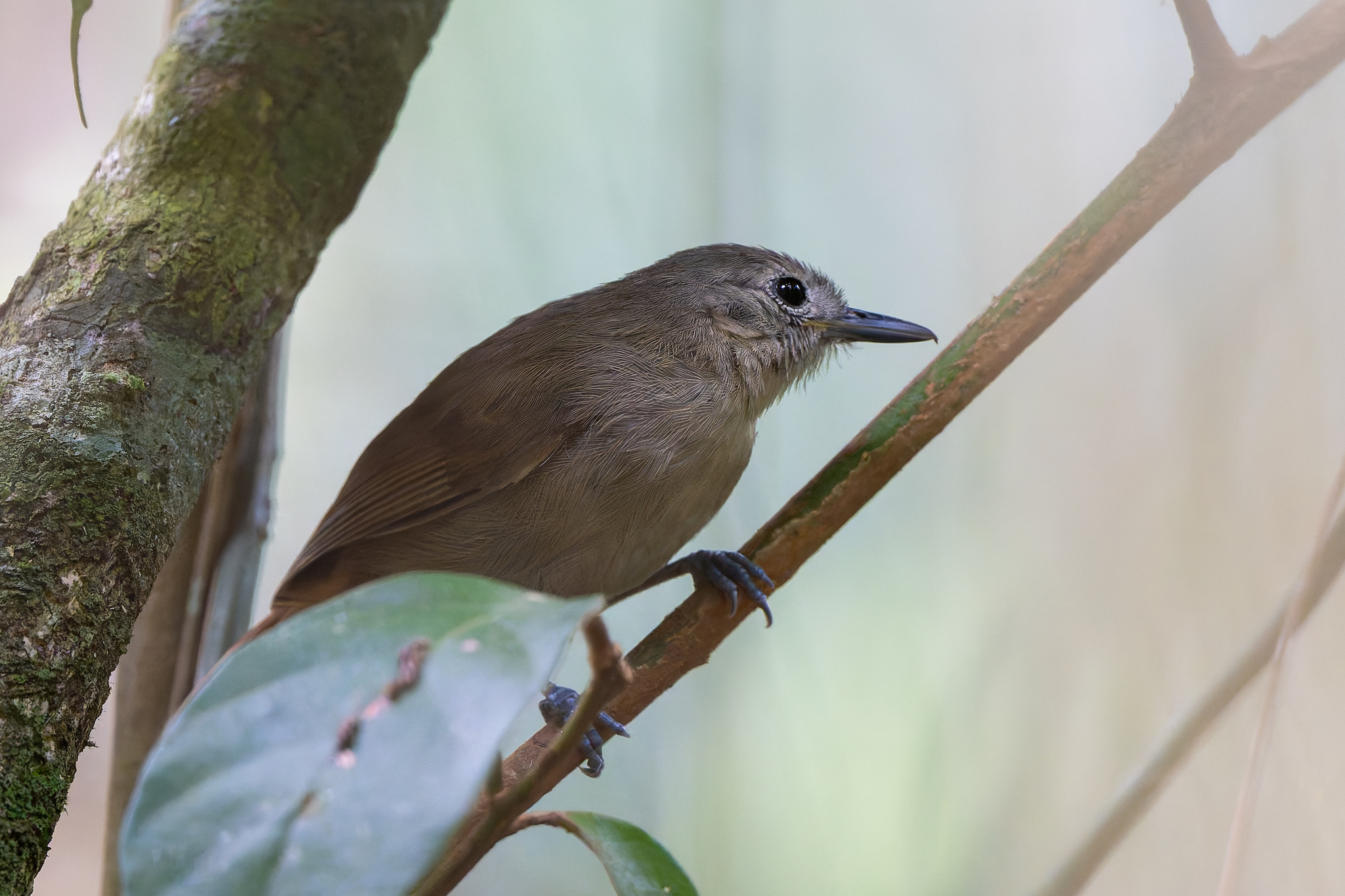 Unicolored Antwren (Myrmotherula unicolor), photo 8