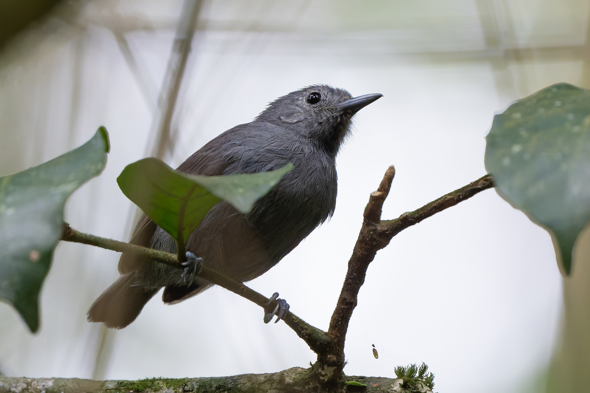 Unicolored Antwren (Myrmotherula unicolor), photo 9