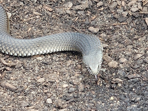 Highlands Copperhead sighting