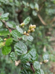 Ceanothus impressus nipomensis