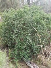 Ceanothus impressus nipomensis