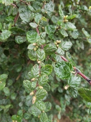 Ceanothus impressus nipomensis