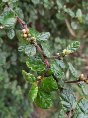Ceanothus impressus nipomensis