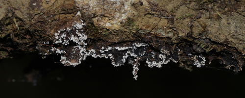 Fungi Including Lichens