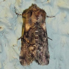 Abrostola microvalis