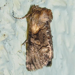 Abrostola microvalis