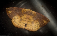 Anthela directa