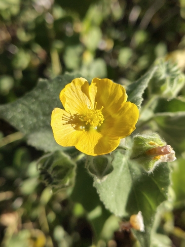 Abutilon californicum (Abutilon californicum)