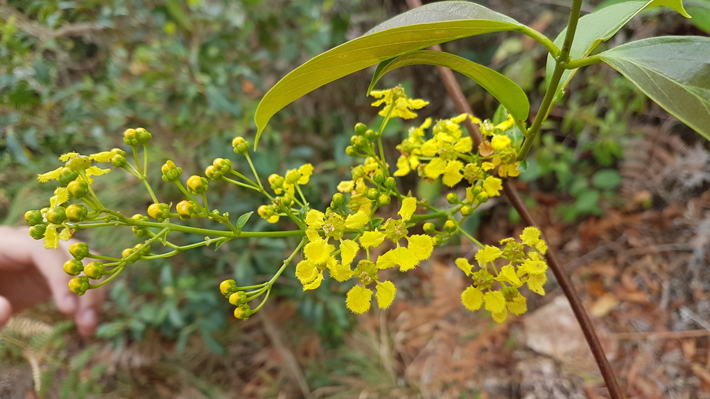 Banisteriopsis elegans