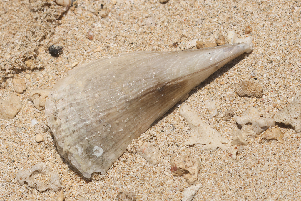 Pen Shell Fish Prickly Pen Shell from Buleleng Regency, Bali, Indonesia on October 2 ...