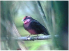 Procarduelis nipalensis