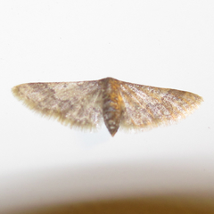 Idaea furciferata