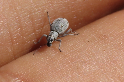 Mitostylus gracilis