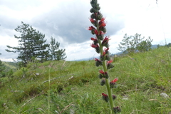 Pontechium maculatum