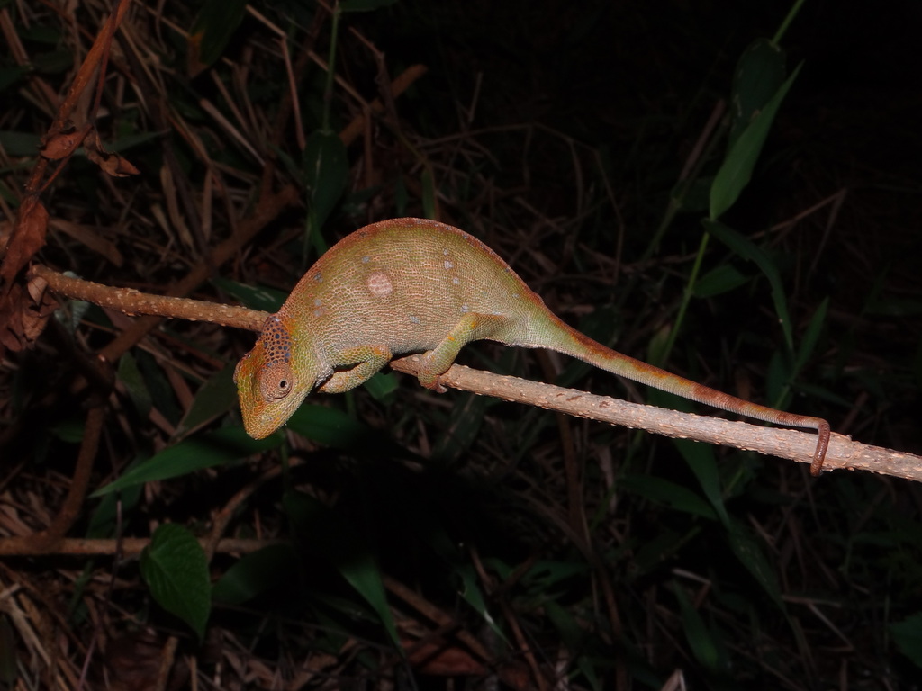 Msuya's Forest Chameleon