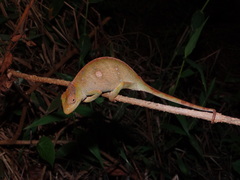 Msuya's Forest Chameleon photo 1