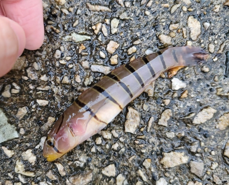 Serpentine goby (Pterogobius elapoides) — Gobiidae