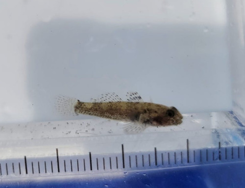 Hong Kong frillfin goby (Bathygobius hongkongensis) — Gobiidae — 4
