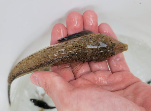 Horn dragonet (Callionymus curvicornis) — Callionymidae — 3