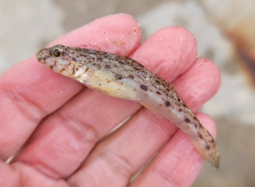 Chinwhisker goby (Sagamia geneionema) — Gobiidae — 2