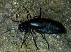 Meloe angusticollis
