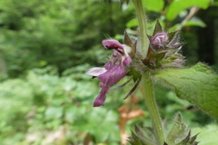 Stachys alpina dinarica