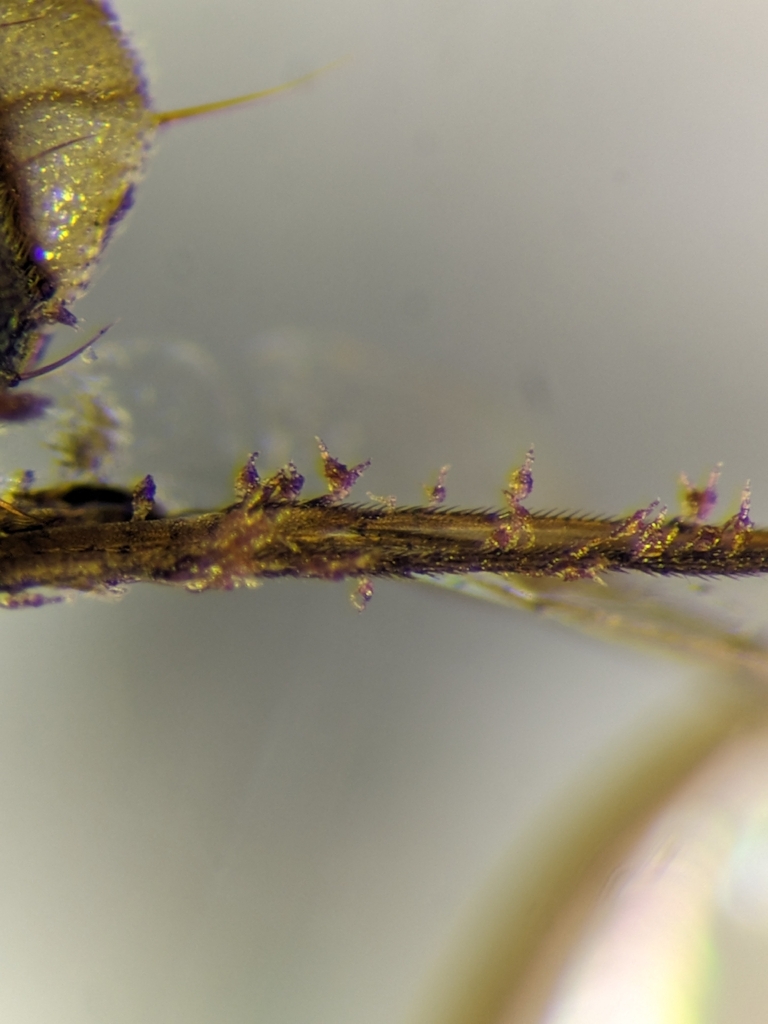 Stigmatomyces dacinus