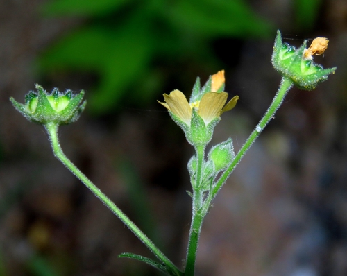 Anoda palmata (Anoda palmata)