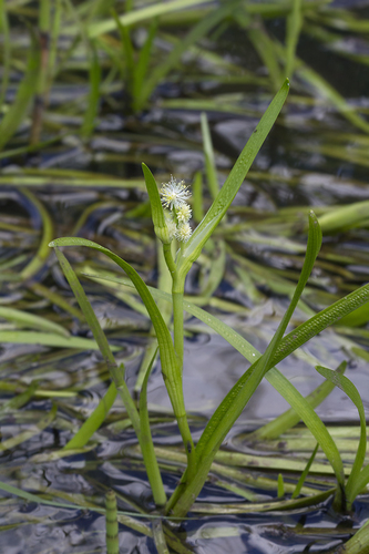 northern bur-reed (Sparganium hyperboreum)