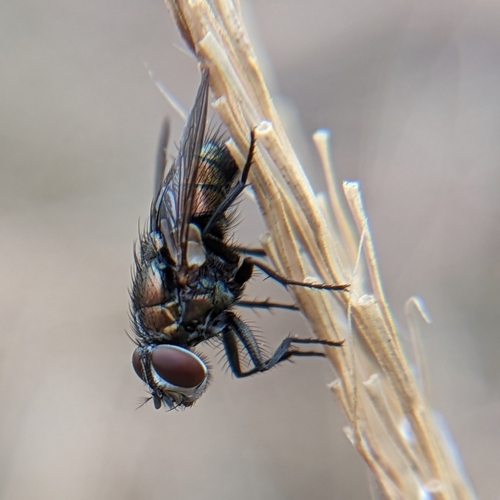 Unknown species found near Oktibbeha County, US-MS, US
