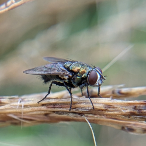 Unknown species found near Oktibbeha County, US-MS, US