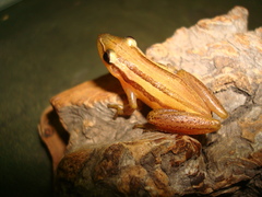 Scinax squalirostris