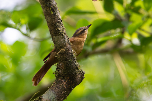 Ochre-breasted Foliage-gleaner (Anabacerthia lichtensteini), photo 5